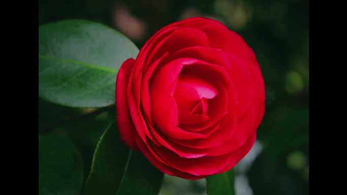 Coronavirus Meditation